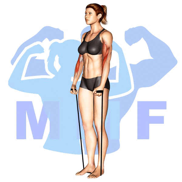 Woman performing resistance band hammer curls with MuscleMagFitness logo background.