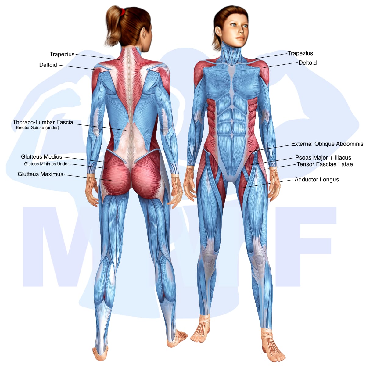 Image of the skeletal muscular system with the muscles used in the resistance band pull up standing twists exercise highlighted in red and the rest in blue.