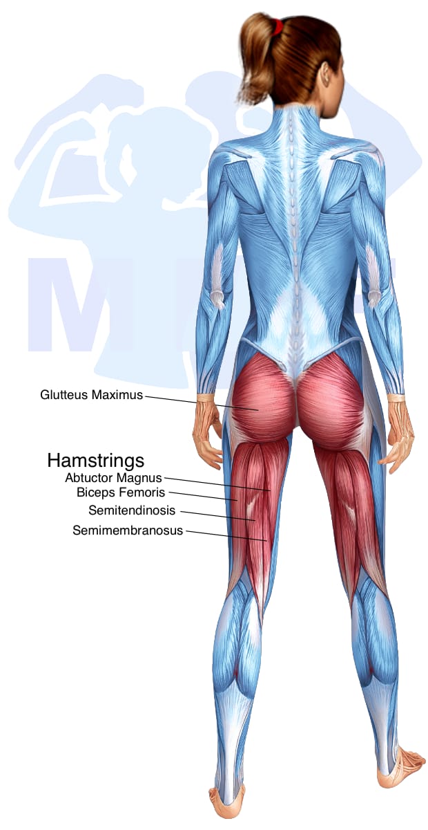 Image of the skeletal muscular system with the muscles used in the resistance band single leg hip extensions exercise highlighted in red and the rest in blue.