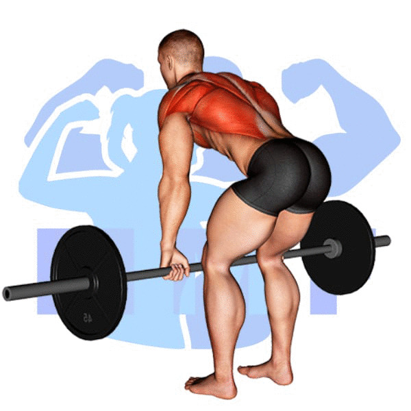 Barbell Bent Over Row Exercise - A Great Exercise For Building A Stronger Back