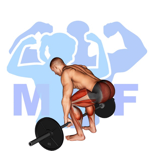 Barbell Deadlift Exercise - Quick Guide To Proper From And Lifting More