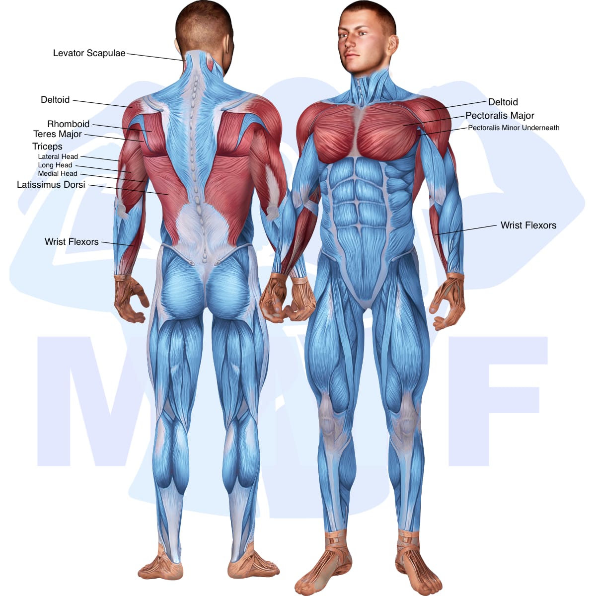 Image of the skeletal muscular system with the muscles used in the barbell decline bent arm pullover exercise highlighted in red and the rest in blue.