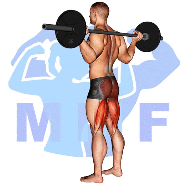 Barbell Good Morning Exercise - How To Guide For Strong Back And Butt