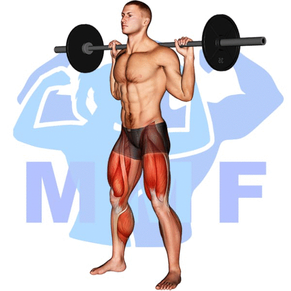 Barbell Olympic Squat Exercise - Easy Instructions On Ideal Technique