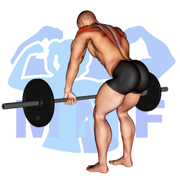 Barbell Pendlay Row Exercise - Your Easy Tutorial For Developing A Strong Back