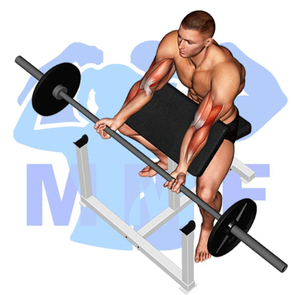 Barbell Preacher Curl Exercise - Quick And Straightforward Guide To Big Biceps