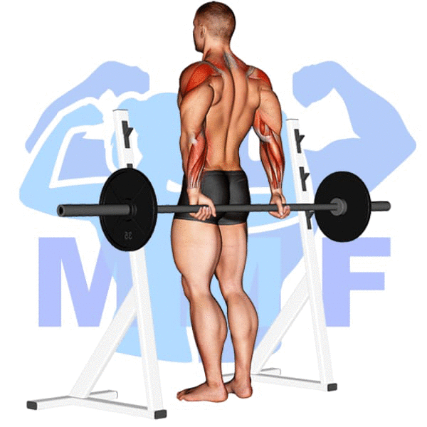 Barbell Rear Delt Raise Exercise - Your Simple Exercise Guide For Good Form