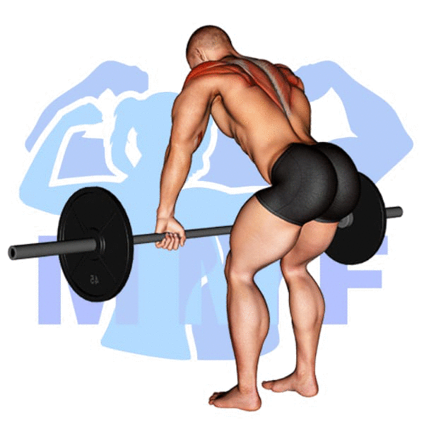 Barbell Rear Delt Row Exercise - Your How To Guide For Stronger Upper Back