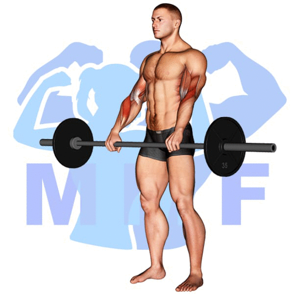 Barbell Reverse Curl Exercise - Easy Guide To Build Grip Strength And Biceps