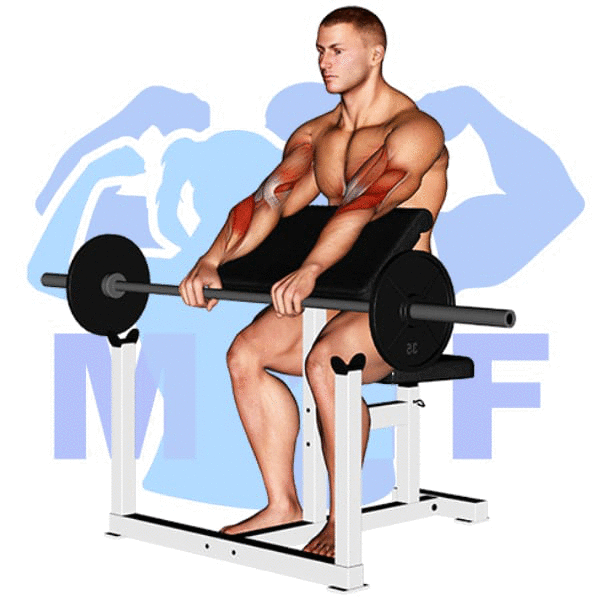 Barbell Reverse Preacher Curl Exercise - Effective Build Biceps And Forearms