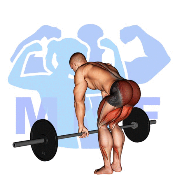 Barbell Romanian Deadlift Exercise - Your Quick Exercise Tutorial With Tips