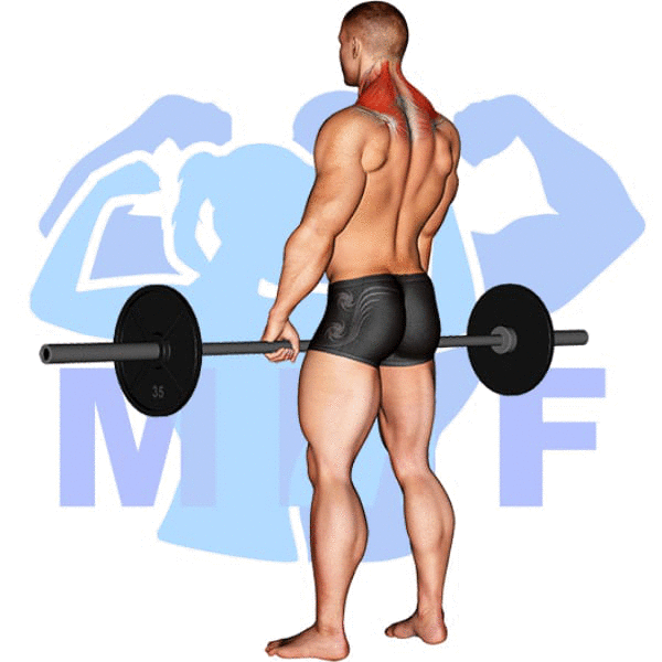 Barbell Shrug Exercise - Your Quick Guide To Build Wide Neck And Shoulders