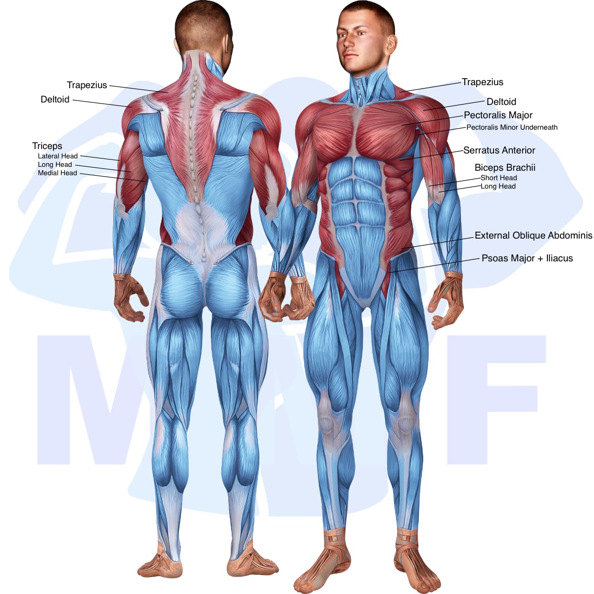 Image of the skeletal muscular system with the muscles used in the barbell standing close grip military press exercise highlighted in red and the rest in blue.