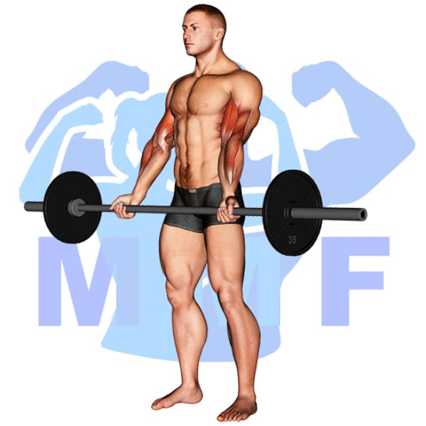 Barbell Standing Curl Exercise - Your Must Do Exercise For Building Huge Biceps