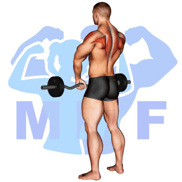 Barbell Standing Upright Row Exercise - How To Guide And How To Minimize Injury