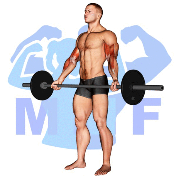 Barbell Standing Wide Grip Biceps Curl Exercise - A Great Bicep Exercise