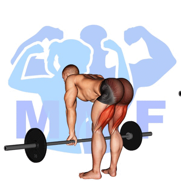 Barbell Straight Leg Deadlift Exercise - Simple Guide To Proper Form And Tips