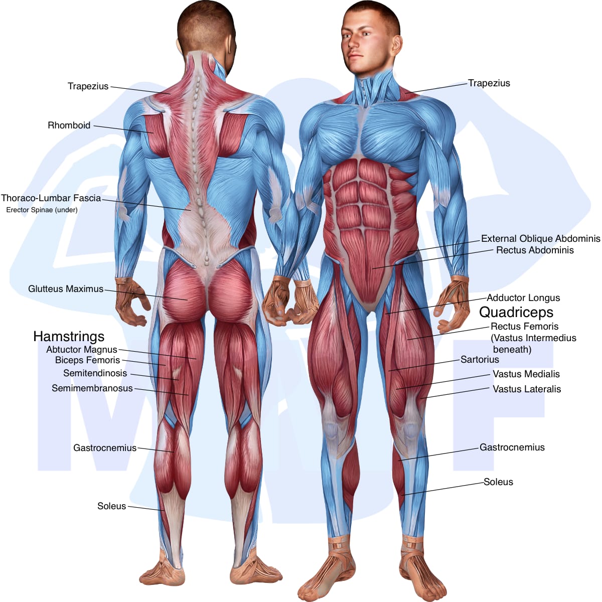 Image of the skeletal muscular system with the muscles used in the barbell wide stance stiff leg deadlift exercise highlighted in red and the rest in blue.