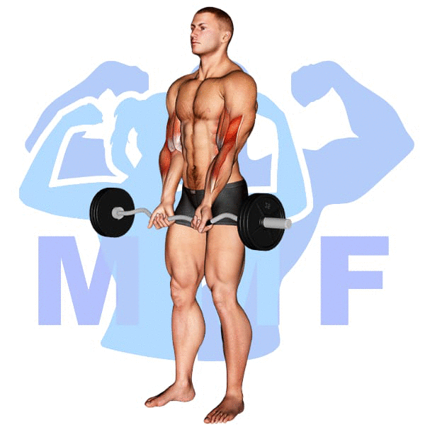 EZ Bar Close Grip Curl Exercise - Simple Exercise For Strong Biceps