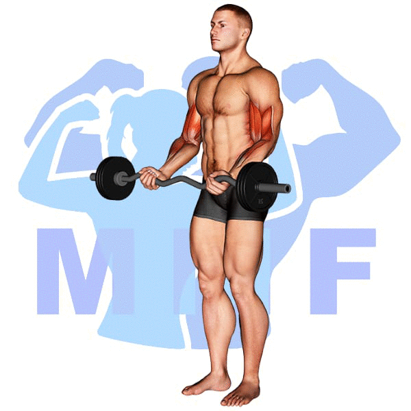EZ Bar Curl Exercise - Your How To Tutorial For Perfect Form And Easy Tips