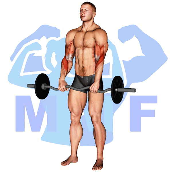EZ Bar Reverse Grip Curl Exercise - Building Your Biceps And Grip Strength