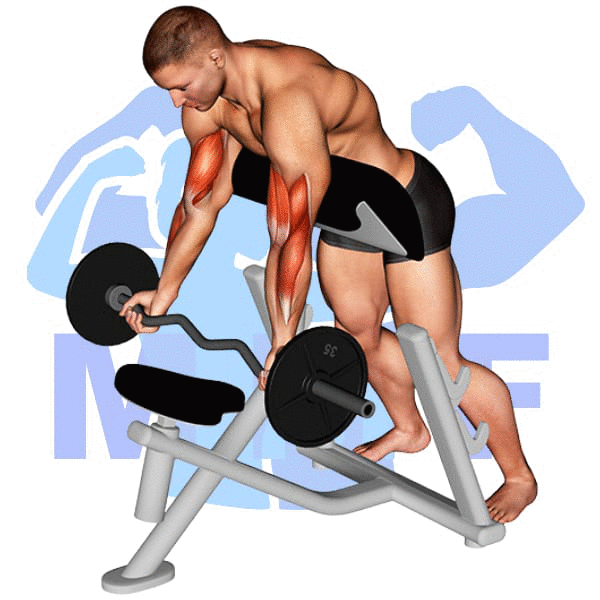 EZ Bar Standing Preacher Curl Exercise - Easy Guide To Isolating Your Biceps