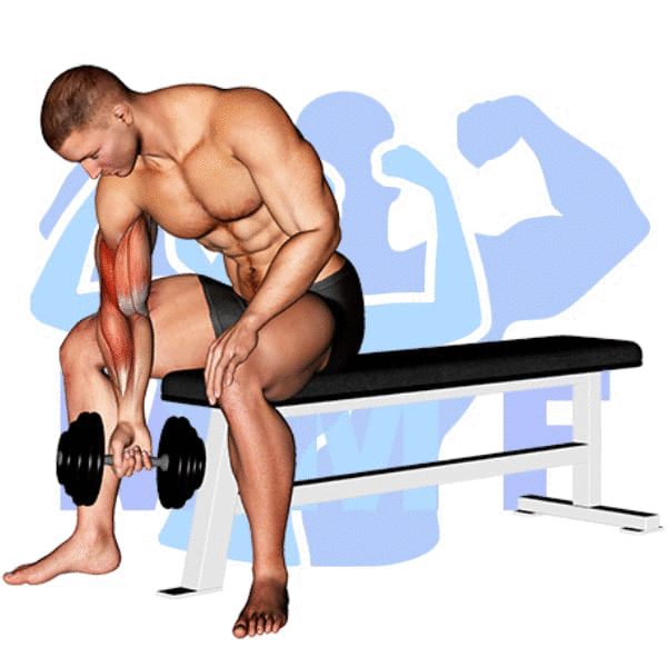Man Performing Dumbbell Concentration Curl