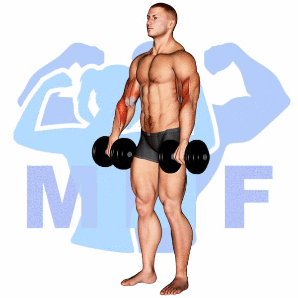 Man Performing Dumbbell Reverse Grip Curl