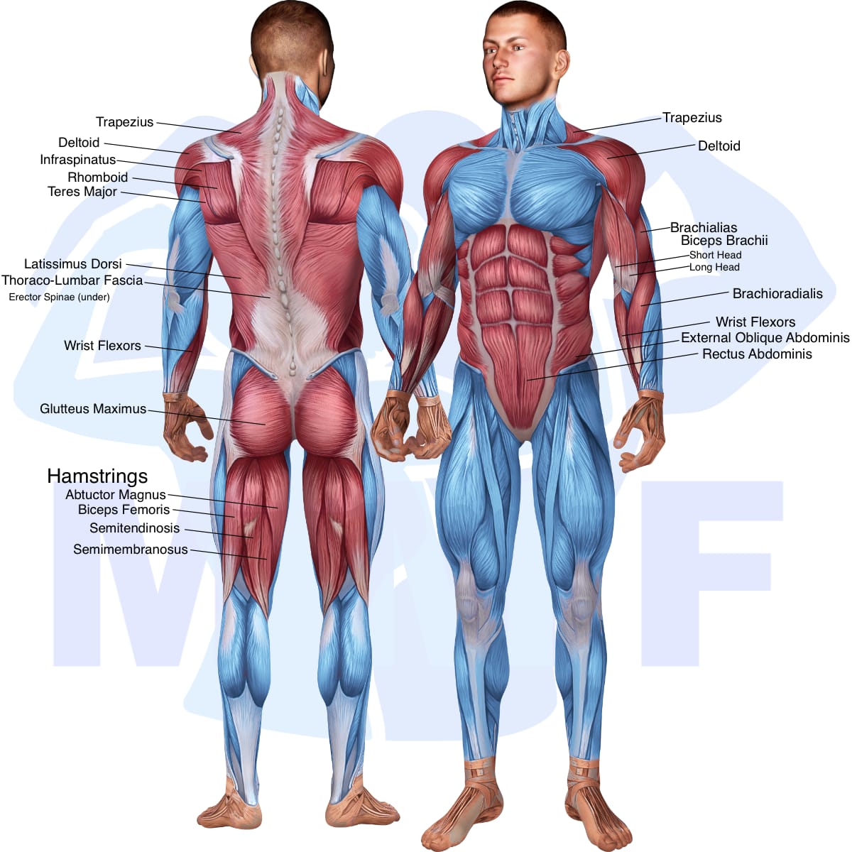Image of the skeletal muscular system with the muscles used in the incline dumbbell rear deltoid row exercise highlighted in red and the rest in blue.