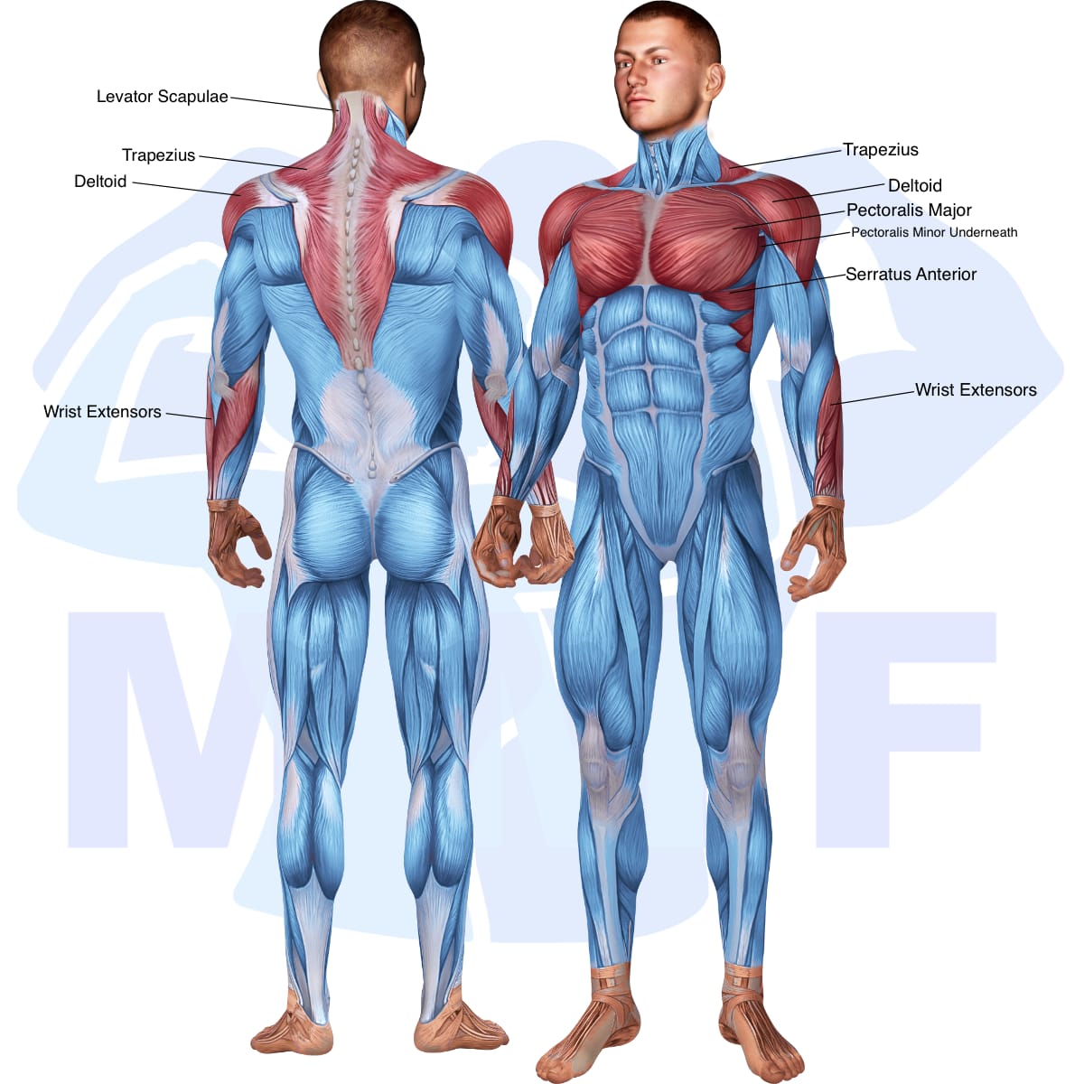 Image of the skeletal muscular system with the muscles used in the incline dumbbell rear lateral raise exercise highlighted in red and the rest in blue.
