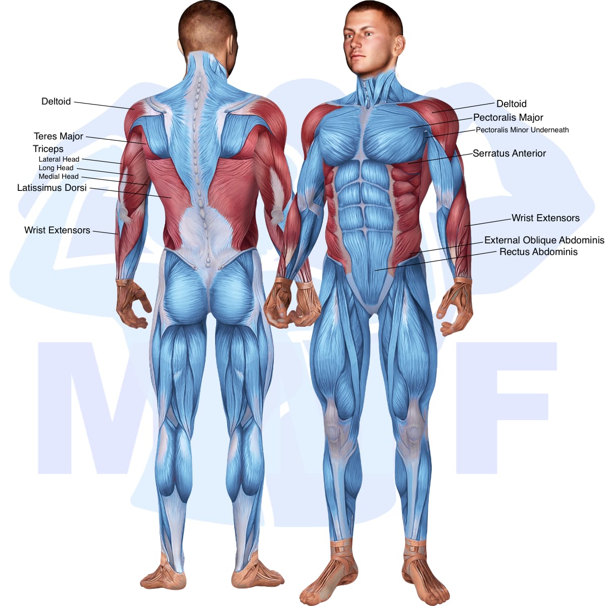 Image of the skeletal muscular system with the muscles used in the incline dumbbell triceps extension exercise highlighted in red and the rest in blue.