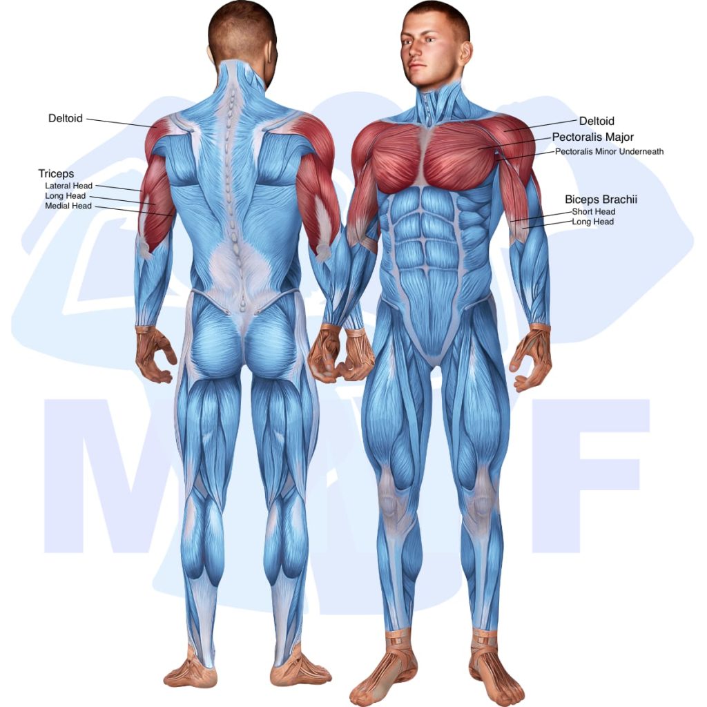 Stability Ball Dumbbell Chest Press: A Great Chest and Core Exercise ...