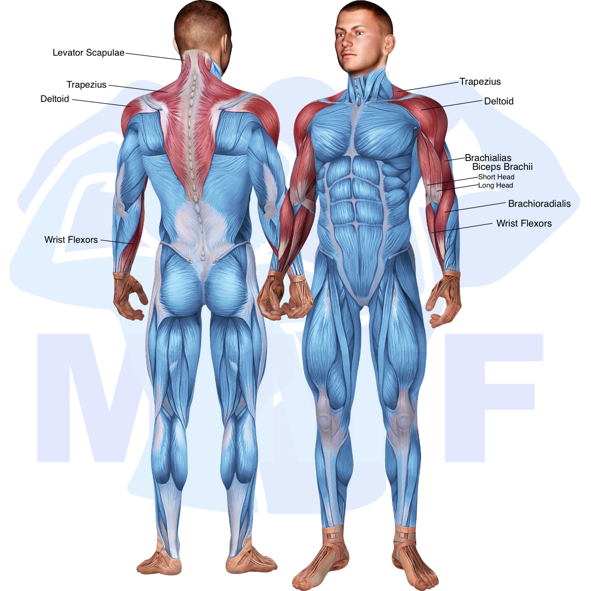 Image of the skeletal muscular system with the muscles used in the stability ball dumbbell concentration curl exercise highlighted in red and the rest in blue.