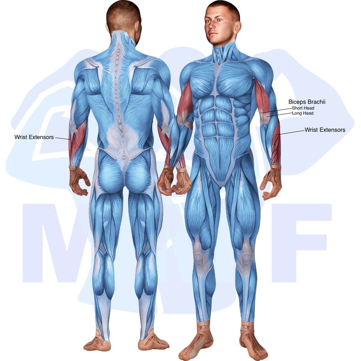 Image of the skeletal muscular system with the muscles used in the standing dumbbell zottman preacher curl exercise highlighted in red and the rest in blue.