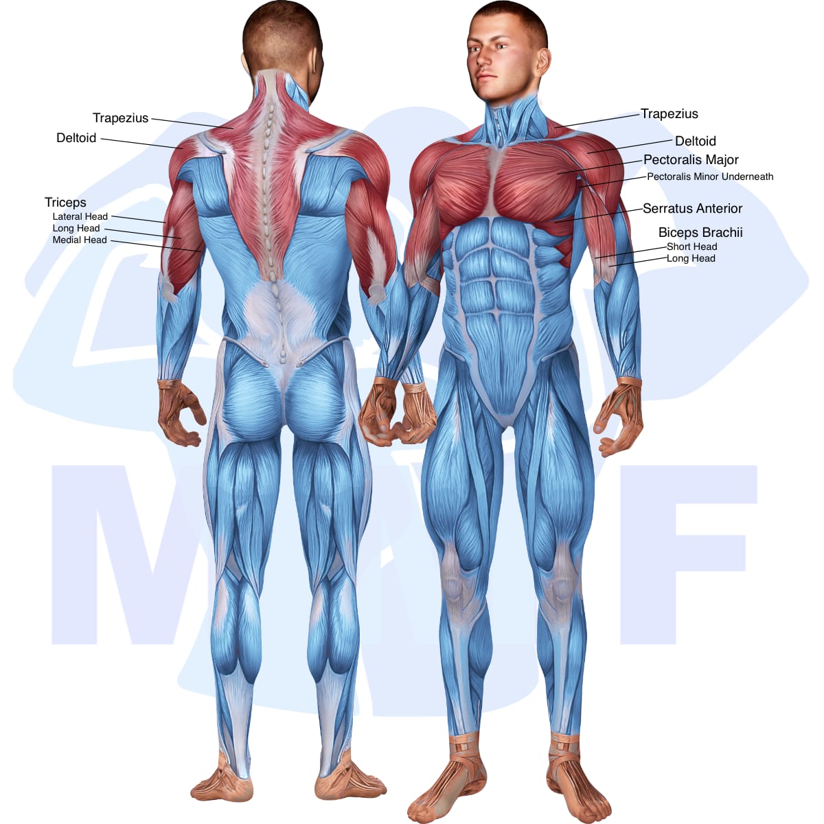 Image of the skeletal muscular system with the muscles used in the alternate shoulder press with bands exercise highlighted in red and the rest in blue.