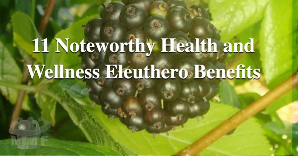 11 Noteworthy Health and Wellness Eleuthero Benefits - The Eleuthero benefits may be the reason we now have the term Adaptogen. This first adaptogen is used holistically from it berries to its roots for its energy and immune boosting properties along with these other health benefits.