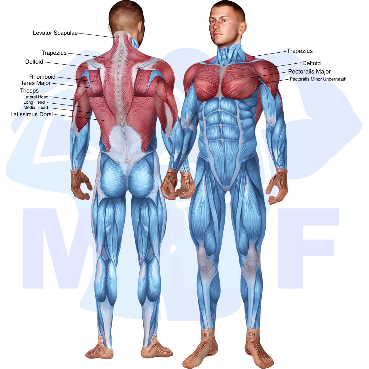 Image of the skeletal muscular system with the muscles used in the assisted close grip underhand chin up exercise highlighted in red and the rest in blue.