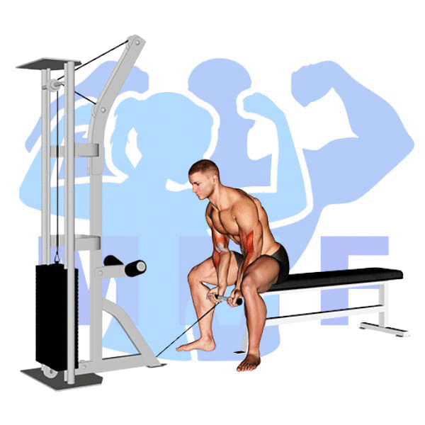 Graphic image of a muscular man performing Cable Concentration Curl.