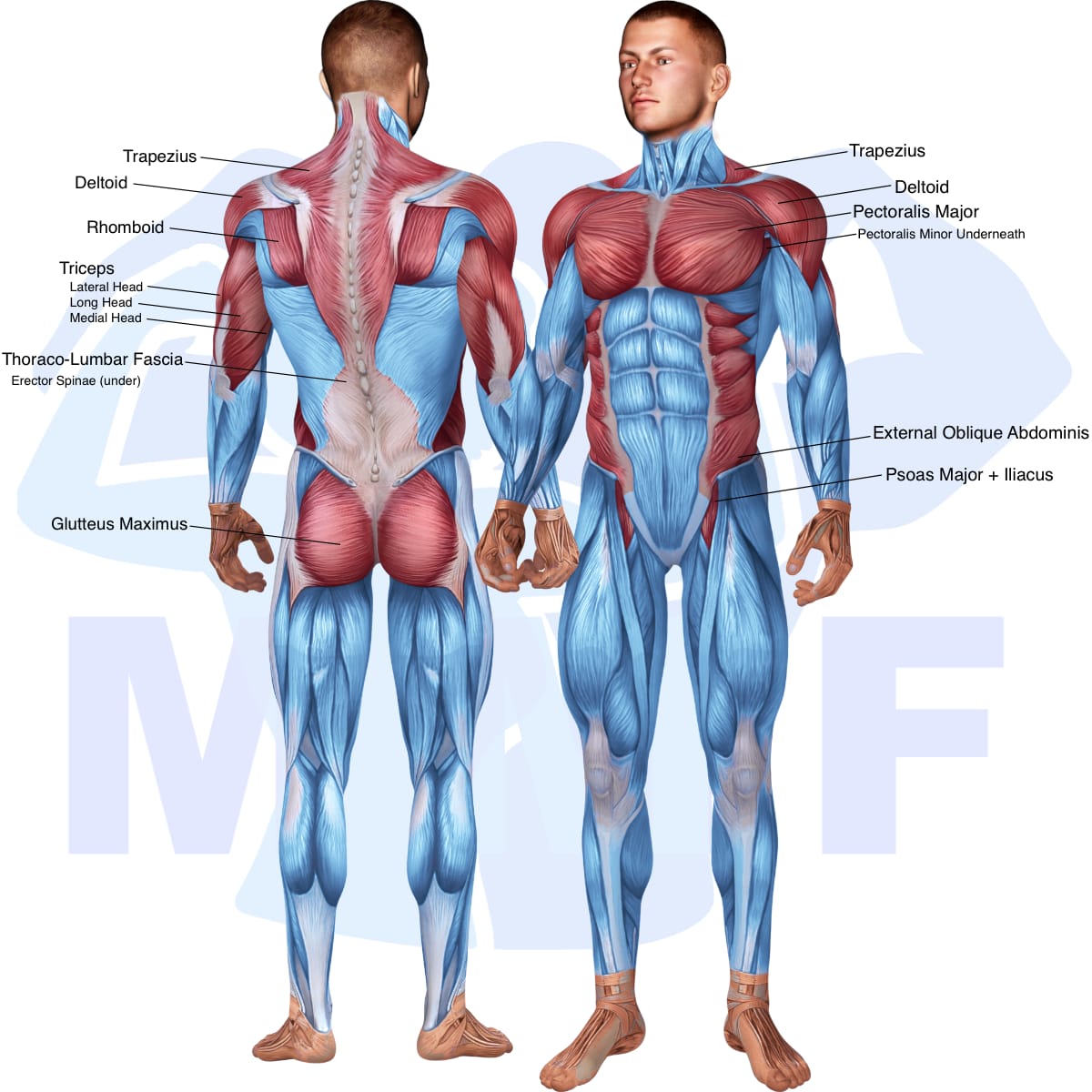 Image of the skeletal muscular system with the muscles used in the cable stability ball russian twists exercise highlighted in red and the rest in blue.