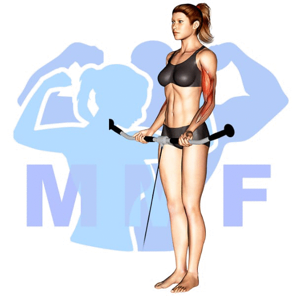 Graphic image of a fit woman performing Cable Straight Bar Curls.