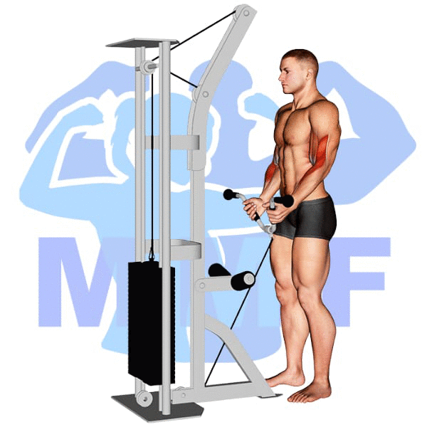 Graphic image of a muscular man performing Cable V Bar Curls.