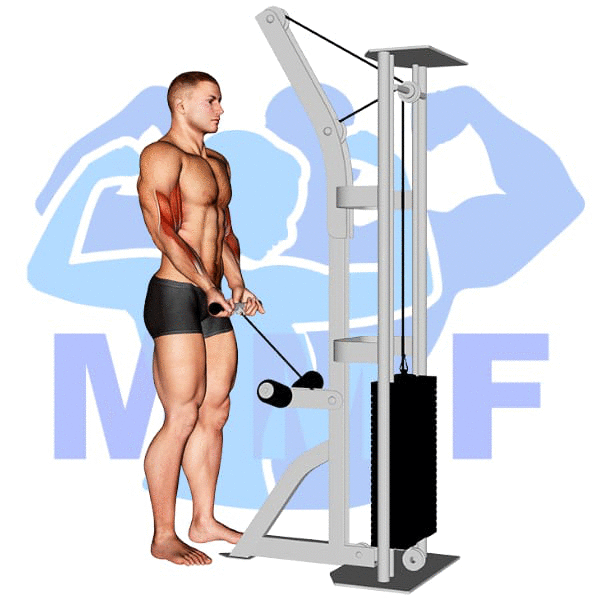 Graphic image of a muscular man performing Close Grip Cable Curls.