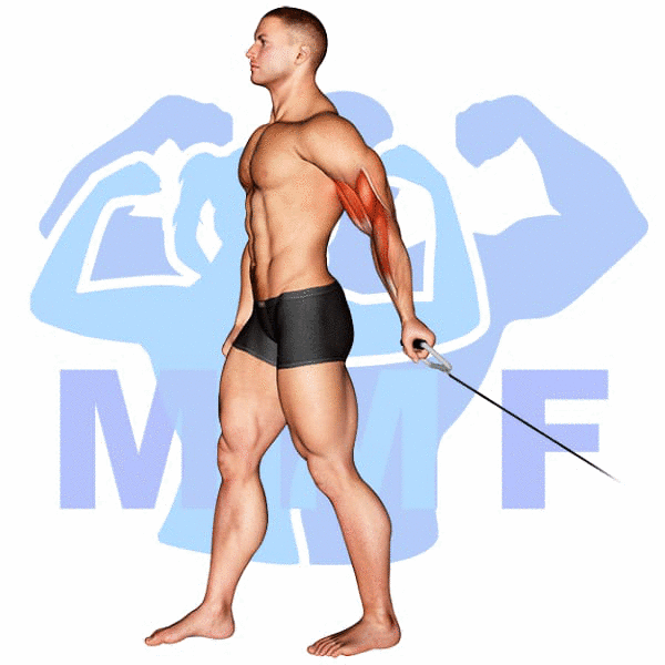 Graphic image of a muscular man performing One Arm Bicep Cable Curls.