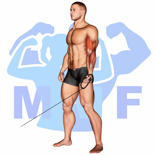 Graphic image of a muscular man performing One Arm Cable Curls.