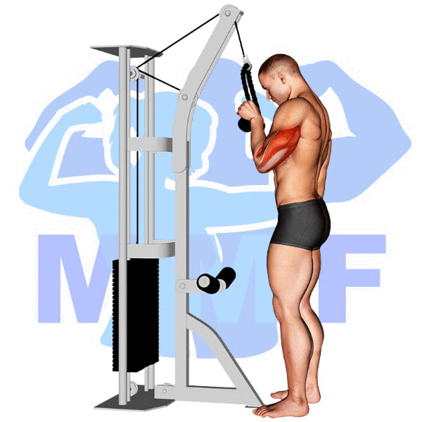 Graphic image of a muscular man performing Single Arm Tricep Rope Pushdown.
