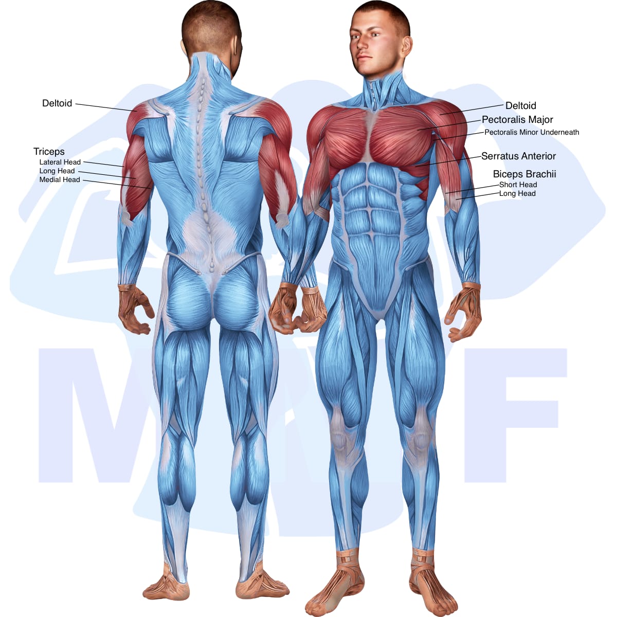 Image of the skeletal muscular system with the muscles used in the smith decline reverse close grip bench press exercise highlighted in red and the rest in blue.